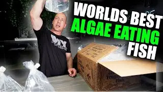 I BOUGHT THE WORLDS BEST ALGAE EATING FISH for my monster planted aquarium!! The king of DIY