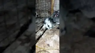 Крольчатам 30 суток.