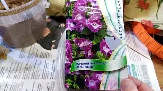 Торения из семян.