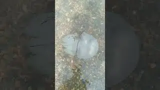 Медуза