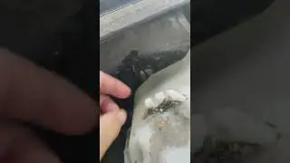 Под жабо Весты.