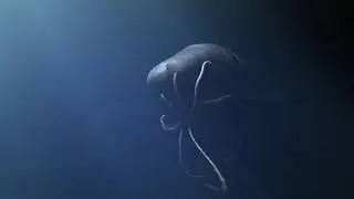 Sperm Whale Vs giant squid