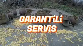 Kuş biti nasıl geçer?