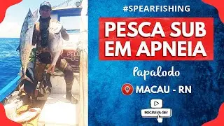 Pesca Submarina em Apneia - Várias Capturas #fishinglife  #fishingvideo #spearfishing