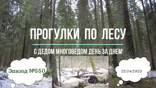 Прогулки по лесу. День за днем с дедом Многоведом. 22 апреля 2023г. Эпизод 550.