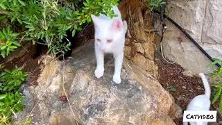 Lovely Cat Family Living Under the Tree !