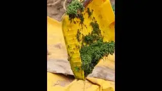 "AZOLLA: A LOW-COST LIVESTOCK FEEDING SOLUTION." #farming #piggery#viralvideo #viralshort #viral