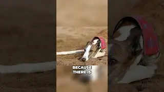 From Symbol of Nobility to Symbol of Animal Cruelty - Meet the Galgo Español