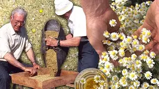 Pure chamomile: from the field to the cup without sulfates. Cutting and drying this grass in 1992