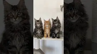 Котята мейн-кун возраст 3 месяца🤩