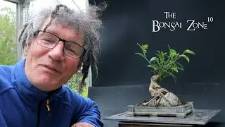 Pruning My Tiger Bark Ficus, The Bonsai Zone, May 2023