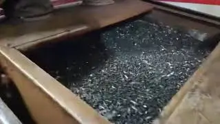 🌻Очистка семян подсолнечника от негодных примесей 🌻