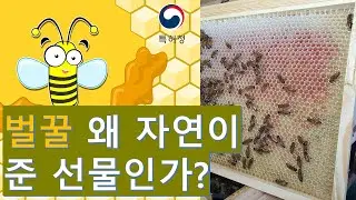 벌꿀 왜 자연이 준 선물인가 ?