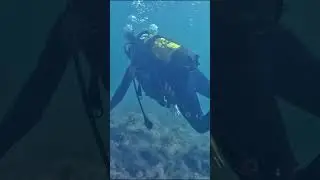 Plesiosaurs😲 in the Black Sea. Lizards were filmed on camera