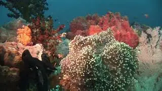 Coral Reef - Impressions