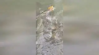 Прикормили Рыбу