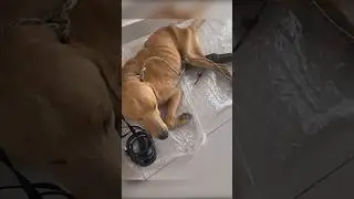 СТРАДАЛ МЕСЯЦ😭