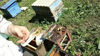 Метим матку. Боюсь брать матку в руки.