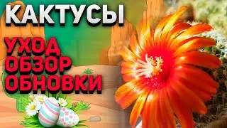 Весенний обзор кактусов. Уход за кактусами. Обновки.