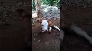 Sapi Berkaki Dua