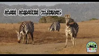 San Simeon Zebras