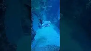 Shark #shorts #nature #relax