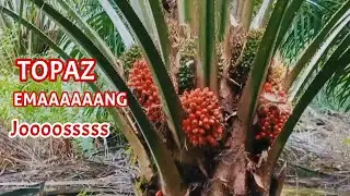 BERPERANG BUAH NYA DUNIA JENIS SAWIT INI MANTAP || TOPAZ DAN DUMPY