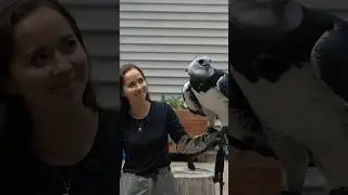 Holding the world’s STRONGEST eagle 🦅 