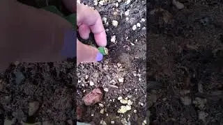 From seed to plant #gardening