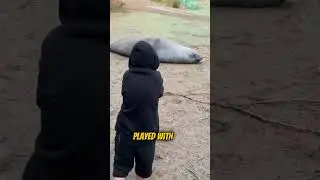 The Playful Seal Winning Hearts in Australia  #animals #truestory