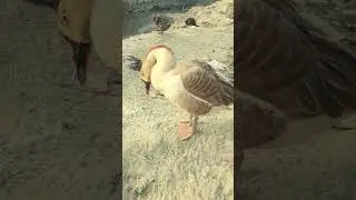 Beautiful domestic goose