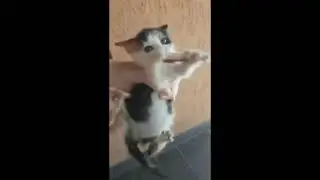 ЛЮДИ ДОБРЫЕ ДАЙТЕ ПОКУШАТЬ ЛЮДИ ДОБРЫЕ ДАЙТЕ ПОЕСТЬ