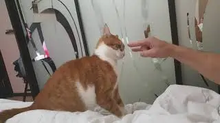 Кот Рамзес боевой стратег