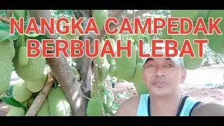 POHON NANGKADAK BERBUAH LEBAT