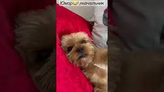 Прикол😂🐶начальник