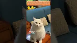 Дикаприо отдыхает в сторонке 😂 | мемы | приколы от Зубарев 