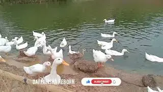 ASMR Ducks Sound Kwek Kwek Kwek