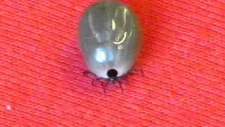 Zecke (Tick) Makro-Video CANON Powershot SX220HS