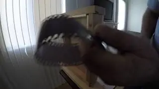 Breaching a door with 35MM film.