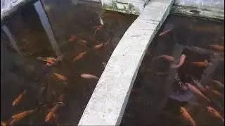 Opo anane yo gur ngene iki