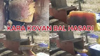Kara kovan Bal hasadı #arıcılık