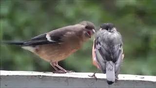 BACKGROUND VIDEO 4K/UHD/HD Footage, Background, Loops, Clips, Motion Graphics - Gimpel Bird