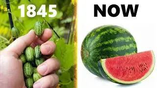 Foods That Originally Looked Totally Different In The Olden Days