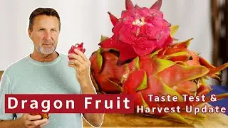 Dragon Fruit Taste Test and Harvest Update #flavorguy #dragonfruitcultivation #dragonfruitfarming