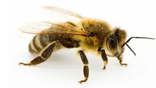 bee,bumblebee,honeybee ASL