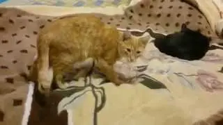 Cat Кот влюбилса в плед