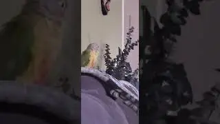 FUNNY VIDEO HAVE TO WATCH