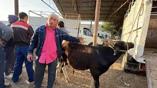 ГОВБОЗОРИ ШАХРИНАВ МОЛИ ФАРБА КАЛОН МАЙДА САВДО ЗУР 15 июня 2023 г.