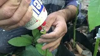 How to make split grafting in avocado?