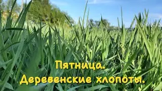 Жизнь в деревне. Цыплята. Огород. Ночные похолодание.
